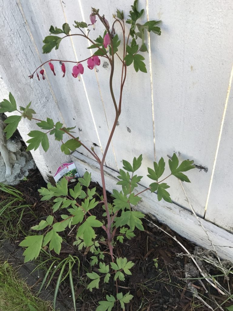 Bleeding Heart zone 3a