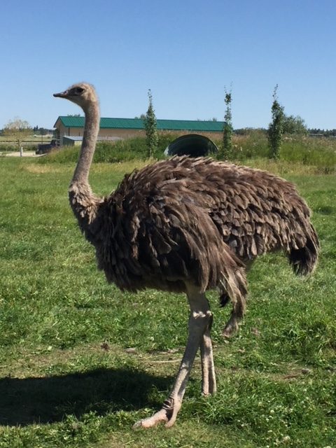 Ostrich at Discovery Wildlife Park