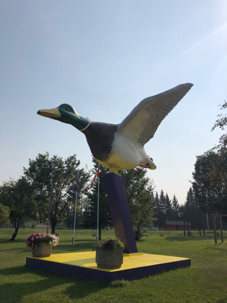 World's Largest Mallard Duck, Andrew