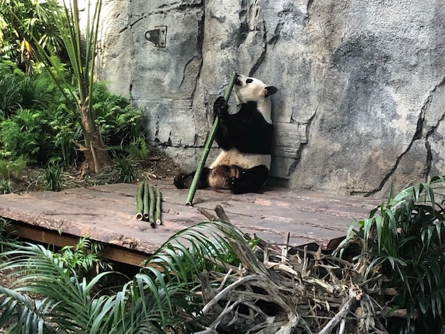 Panda Passage