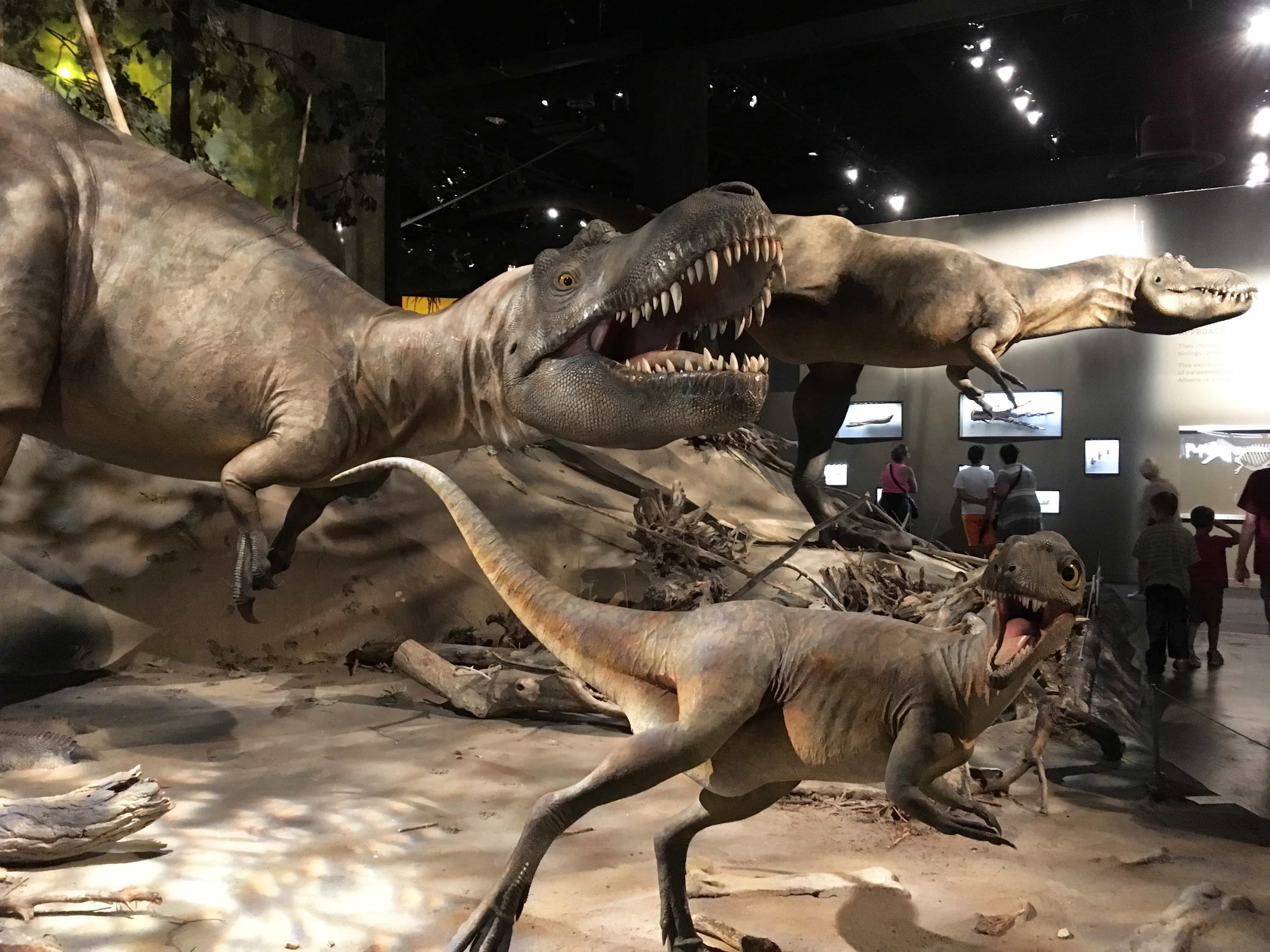Royal Tyrrell Museum dinousaurs