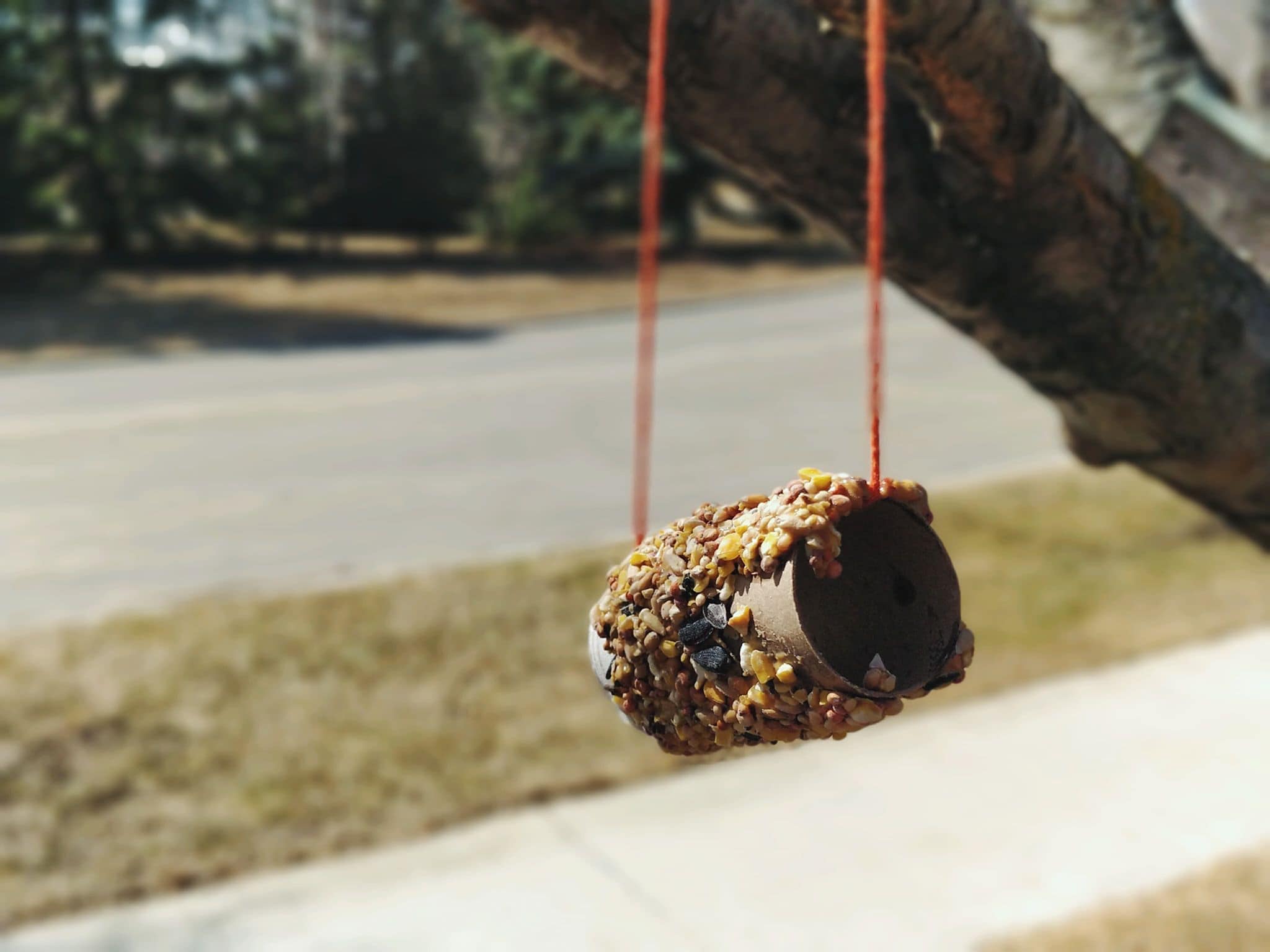 DIY bird feeder hanging from tree