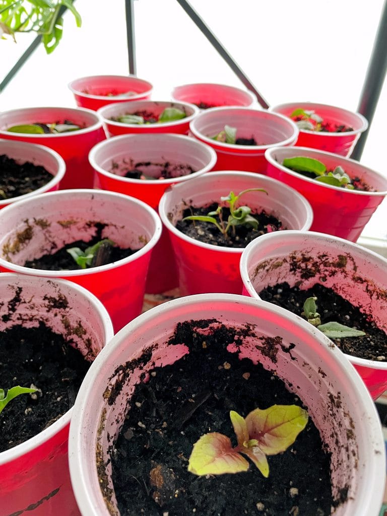 Seedlings in red solo cups