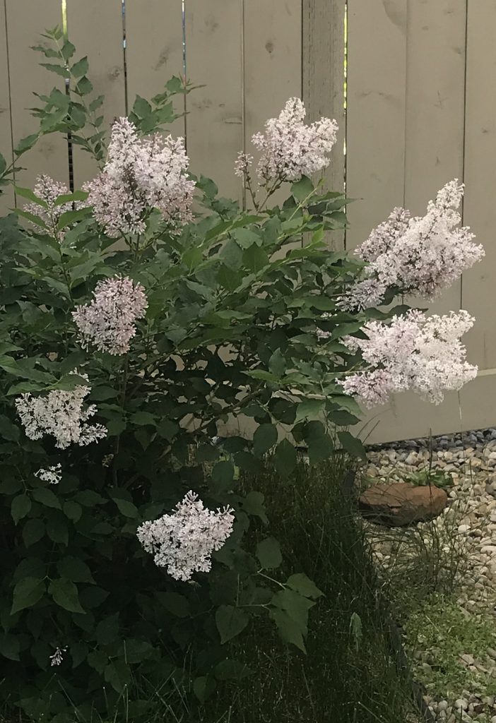 Three year old lilac shrub grown in the shade