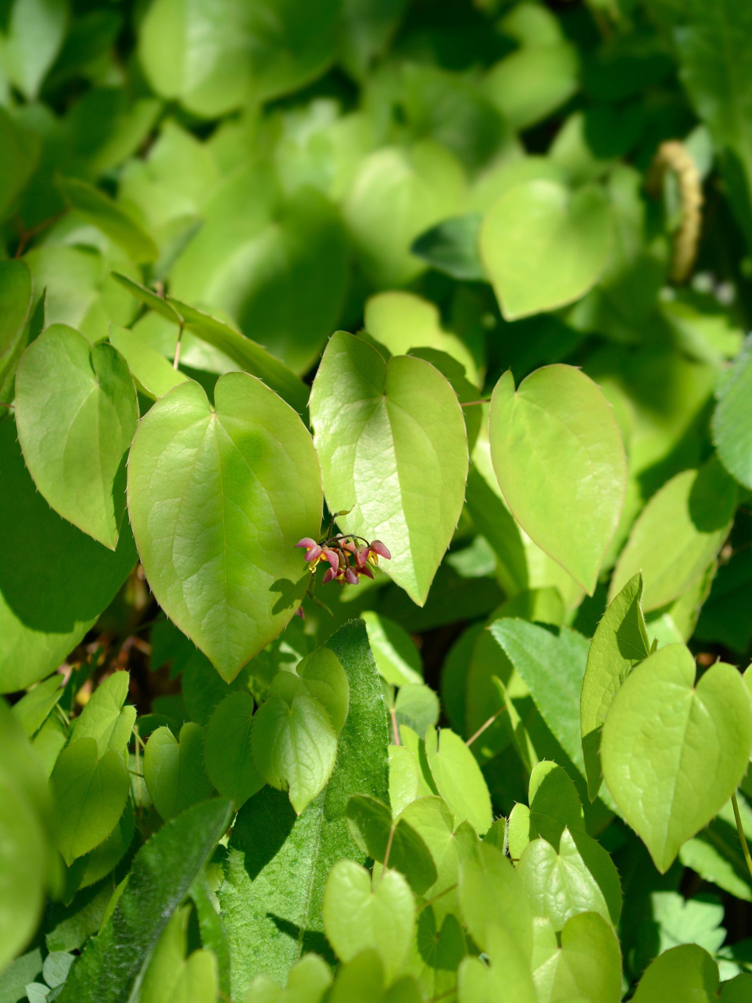 40 Shade Loving Perennials for Zone 3a (Edmonton and Calgary, AB)