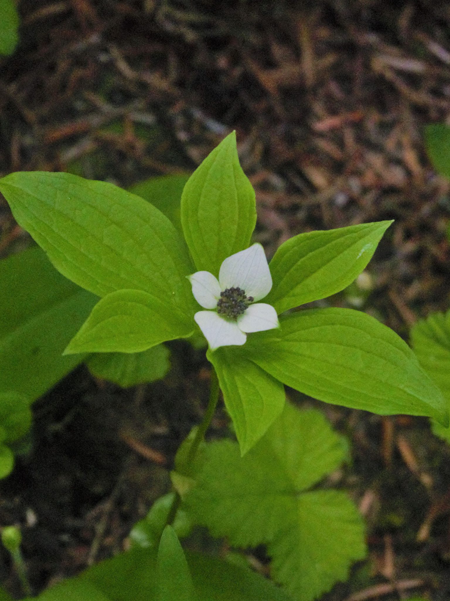 40 Shade Loving Perennials for Zone 3a (Edmonton and Calgary, AB)