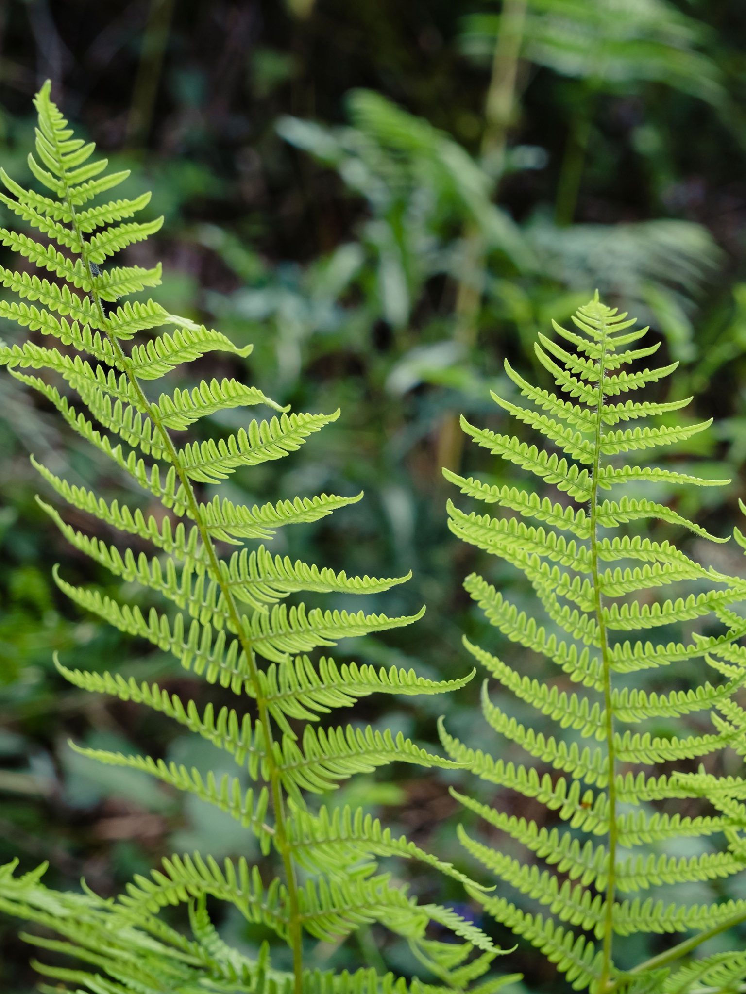 40 Shade Loving Perennials for Zone 3a (Edmonton and Calgary, AB)