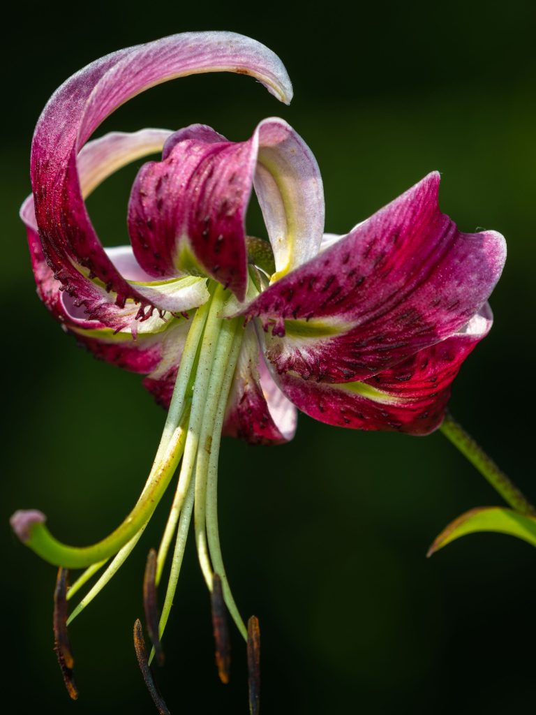 Martagon Lilies