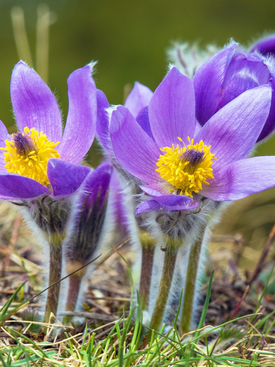 40 Shade Loving Perennials for Zone 3a (Edmonton and Calgary, AB)