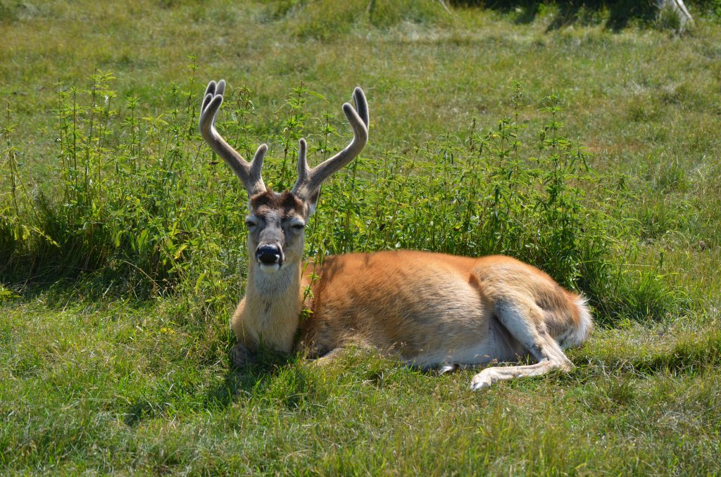 Discovery Wildlife Park deer