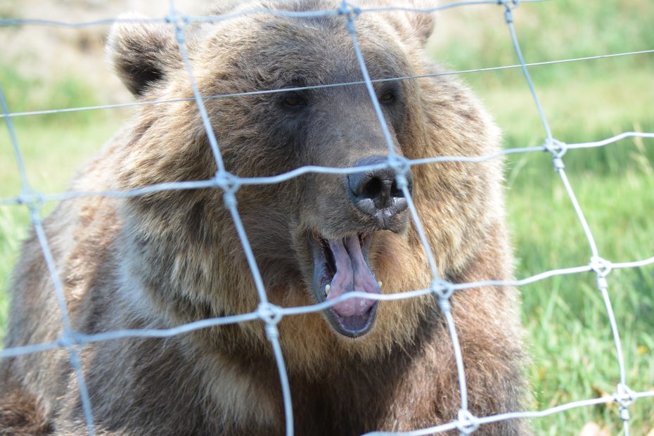 Discovery Wildlife Park Bear behind the fence