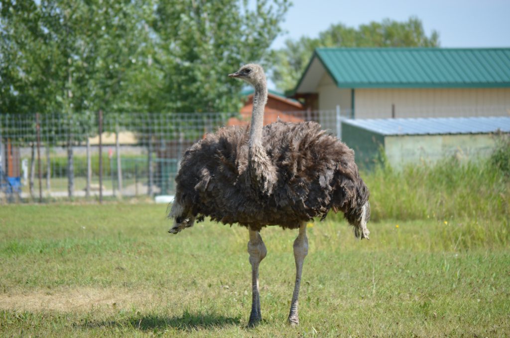 Discovery Wildlife Park ostrich