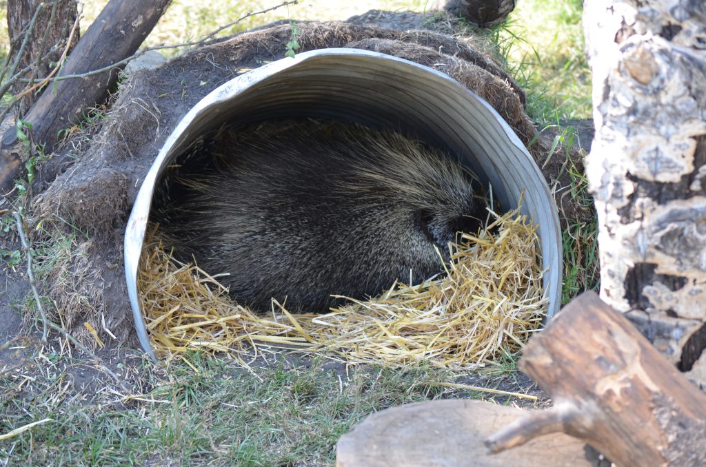 Discovery Wildlife Park porcupine