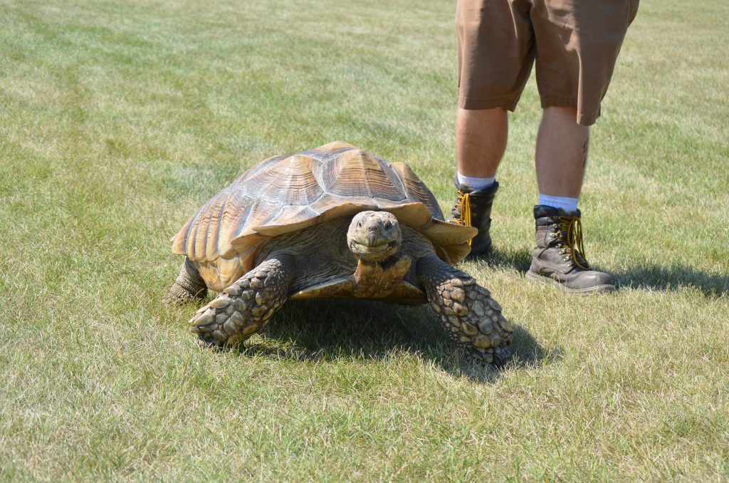 Discovery Wildlife Park tortoise