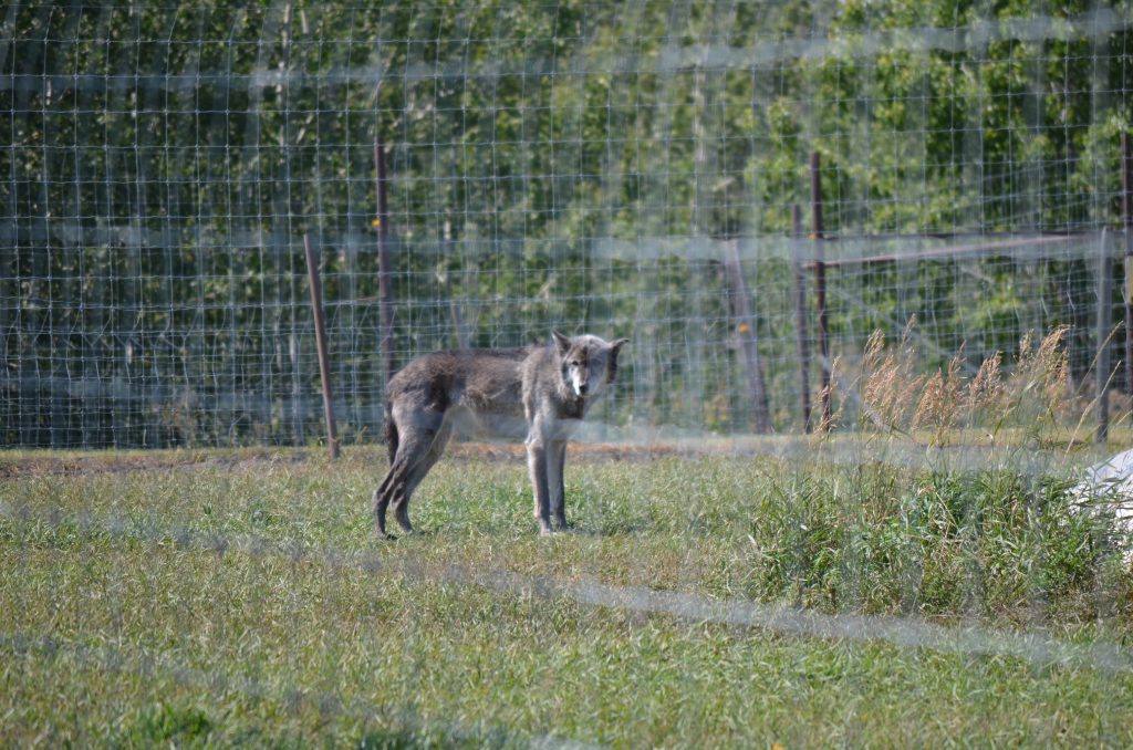 Discovery Wildlife Park wolf from a distance