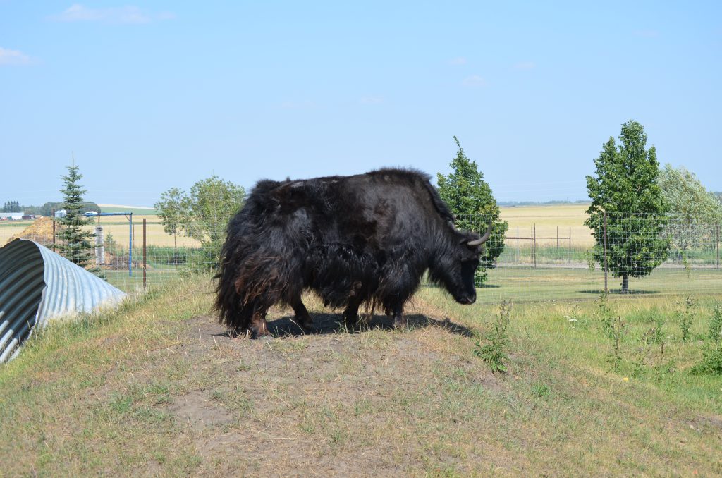 Discovery Wildlife Park yak